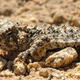 Tiny horned lizard